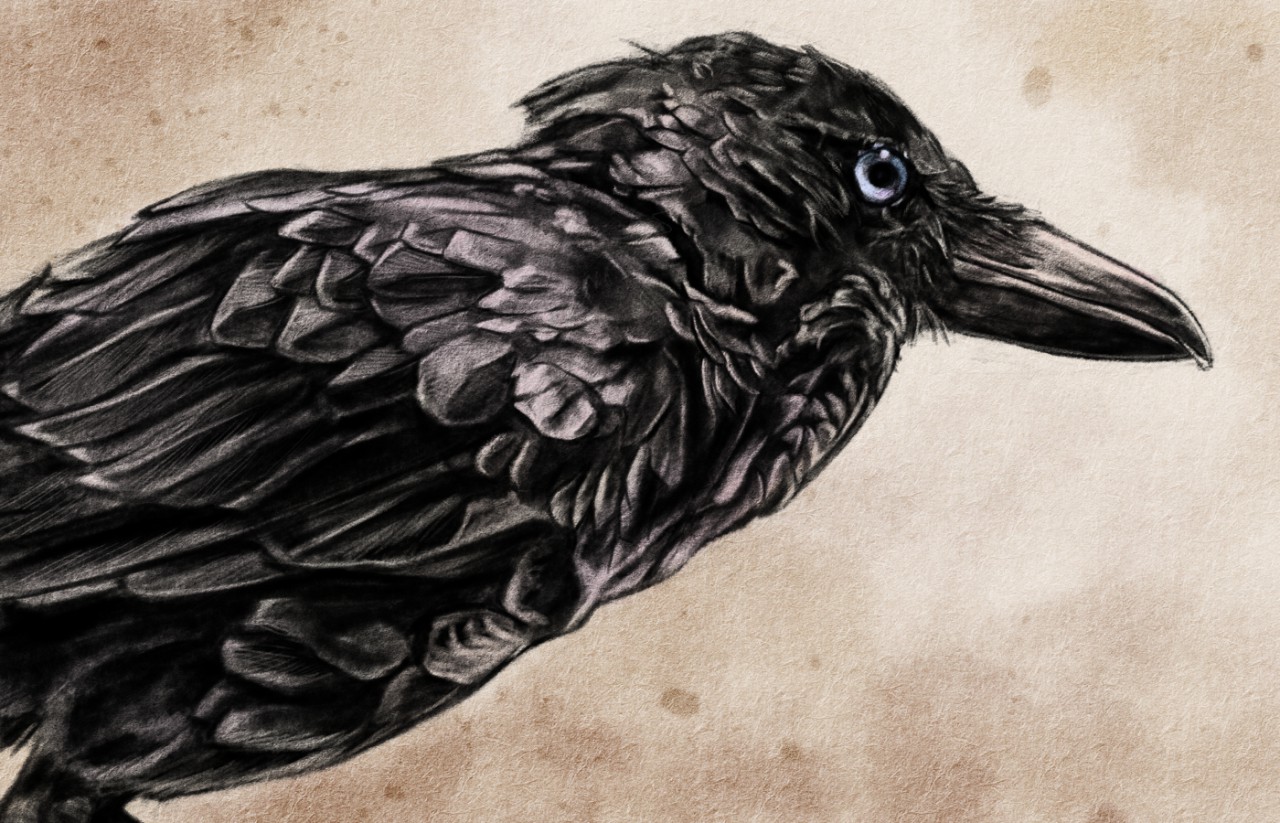 1280x823 Raven Sketch By Clockworkwolf0 - Raven Sketch
