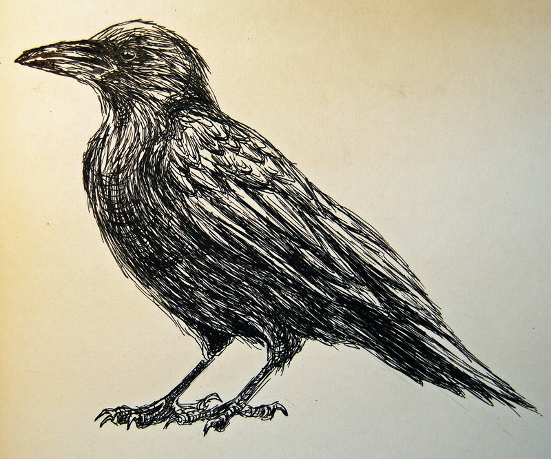 800x666 Raven Sketch By Prof Dr Dr Weird - Raven Sketch