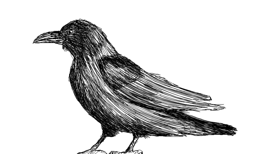 900x525 Raven Sketch By ~wolfydragon Ravens - Raven Sketch