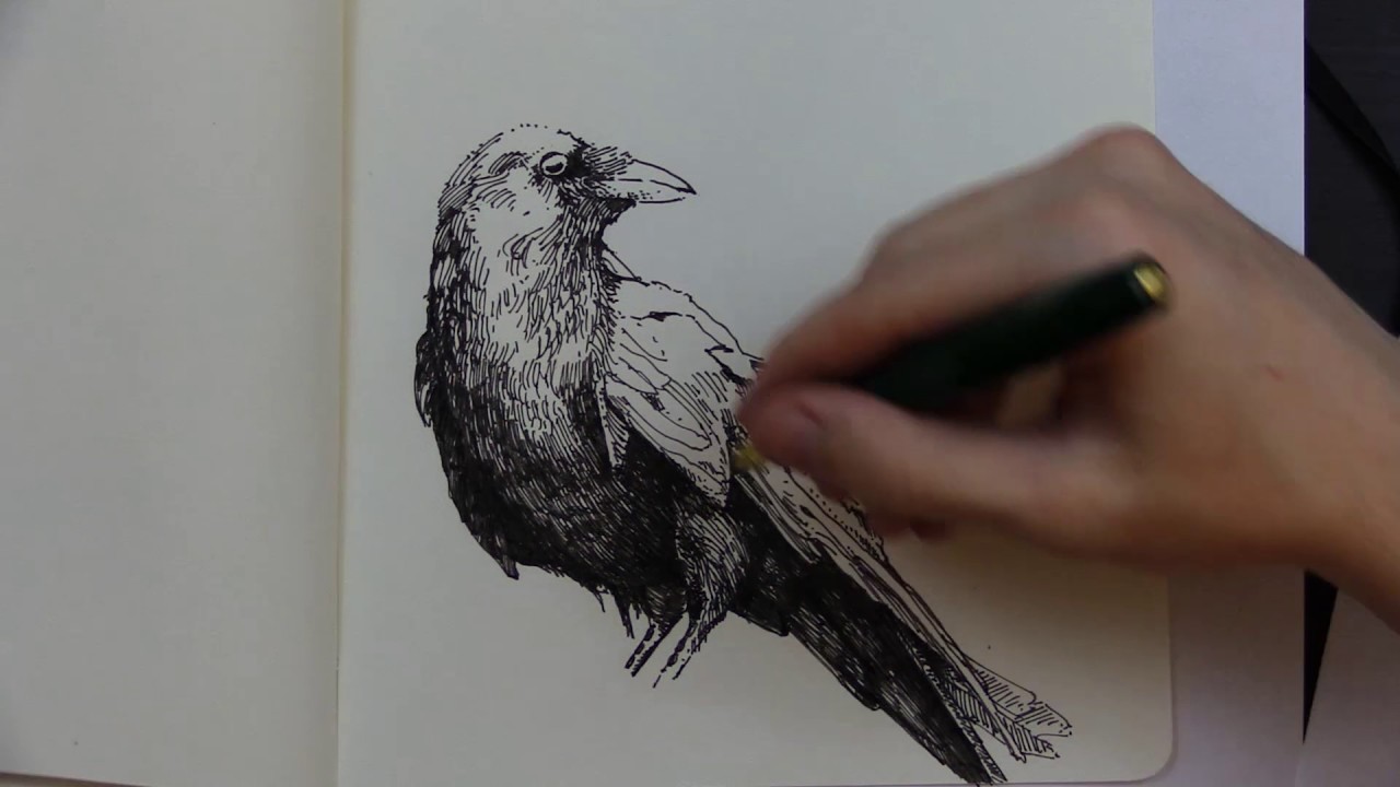 1280x720 The Raven ~ Edgar Allan Poe (Reading And Sketch) - Raven Sketch