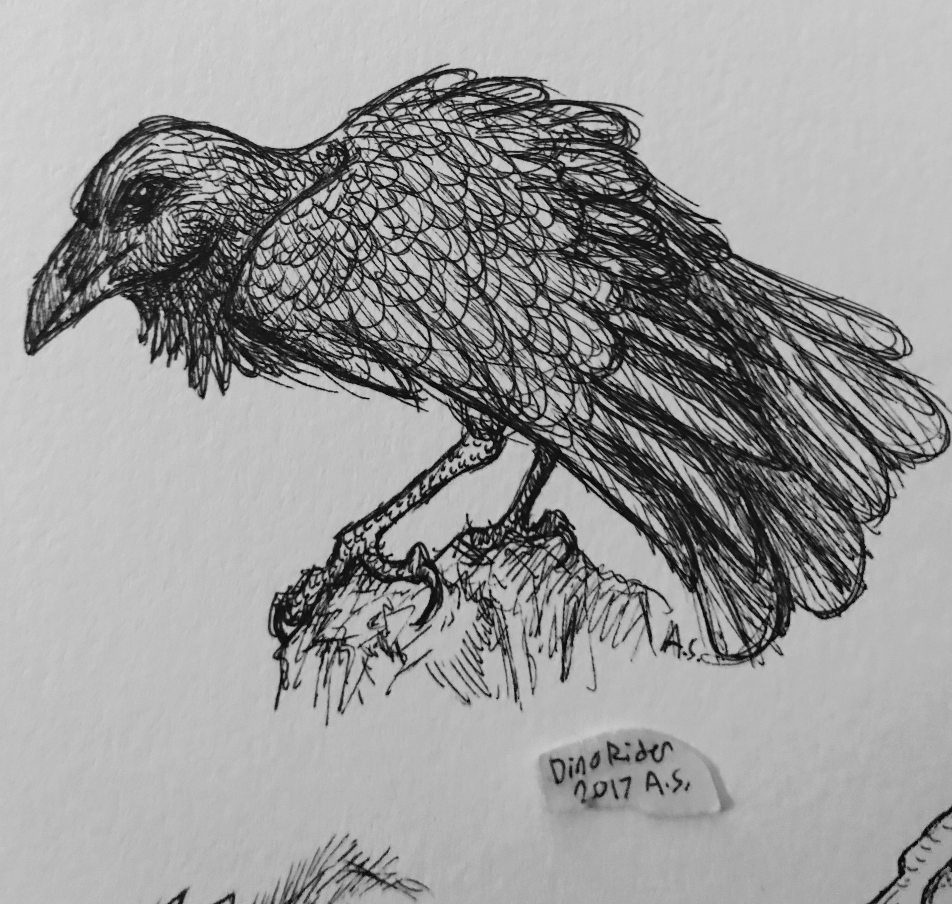 1920x1823 Autumn Schneider - Raven Sketch