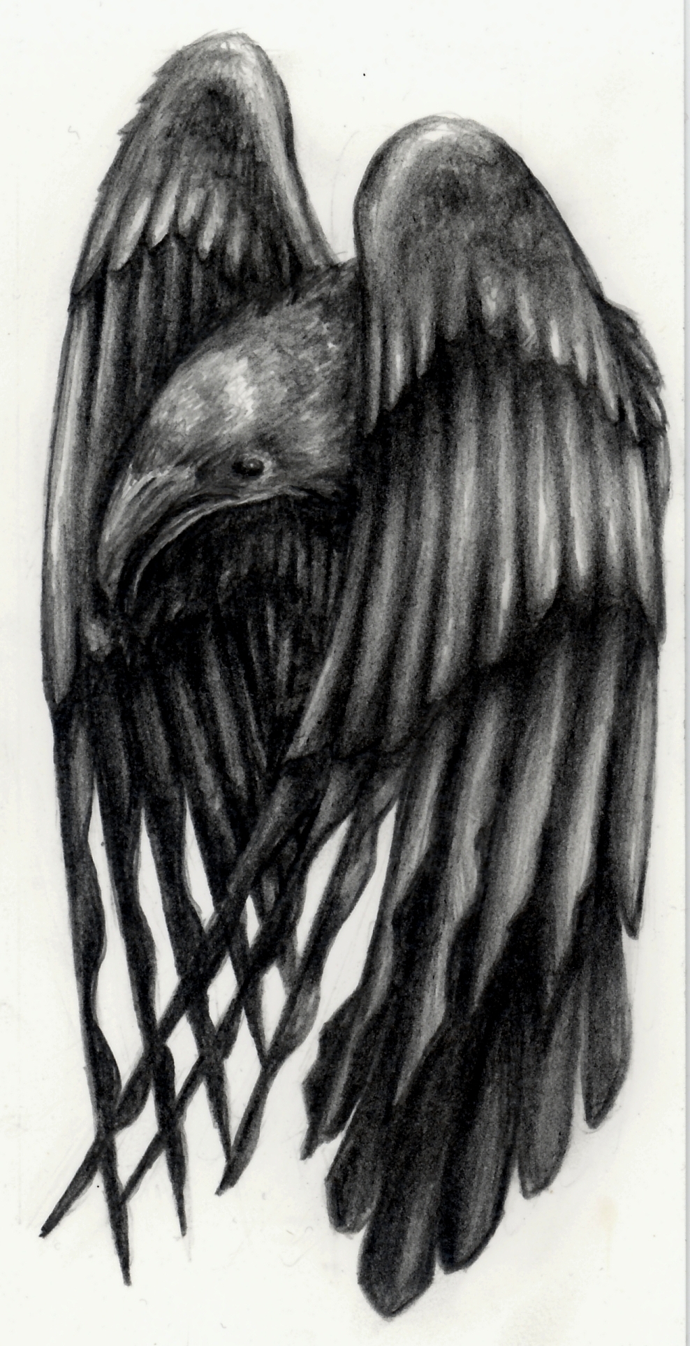 988x1926 Tattoo Design The Death Vine - Raven Tattoo Sketch