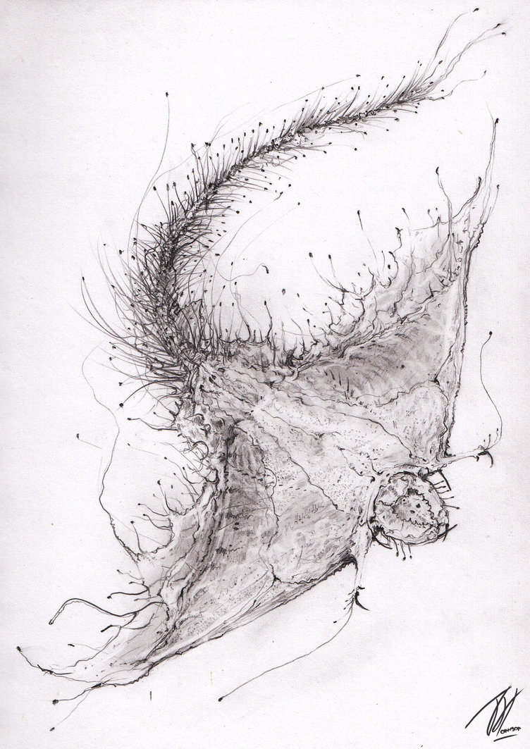 752x1063 Ray (Sketch) By Tgharrison - Ray Sketch