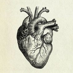 Real Heart Sketch