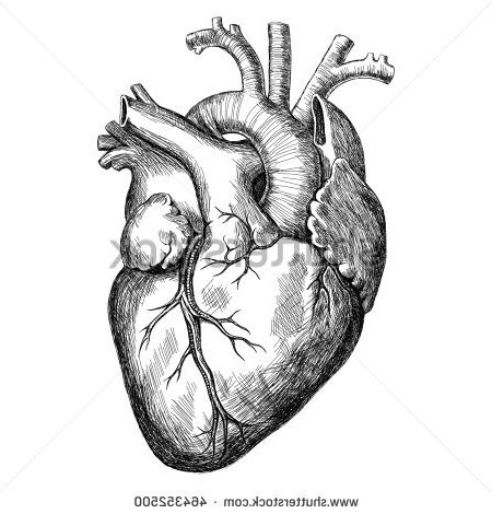 450x470 Drawn Hearts Realistic 3346989 - Real Heart Sketch