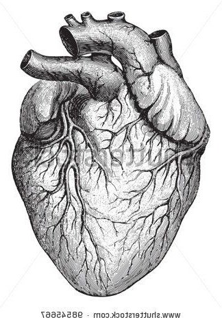 324x470 Drawn Hearts Realistic 3347009 - Real Heart Sketch