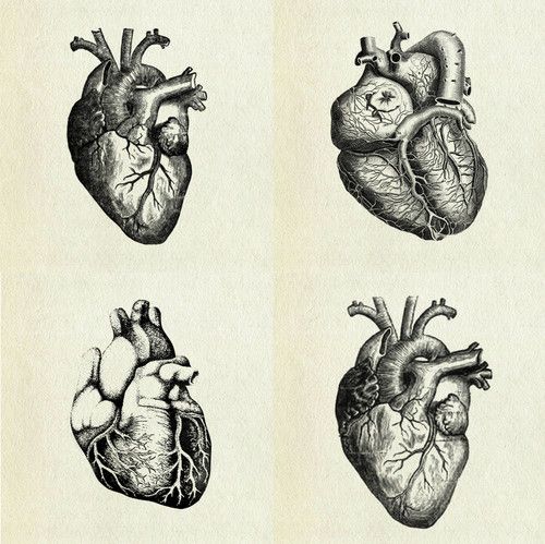 500x499 Drawn Hearts Realistic 3347010 - Real Heart Sketch