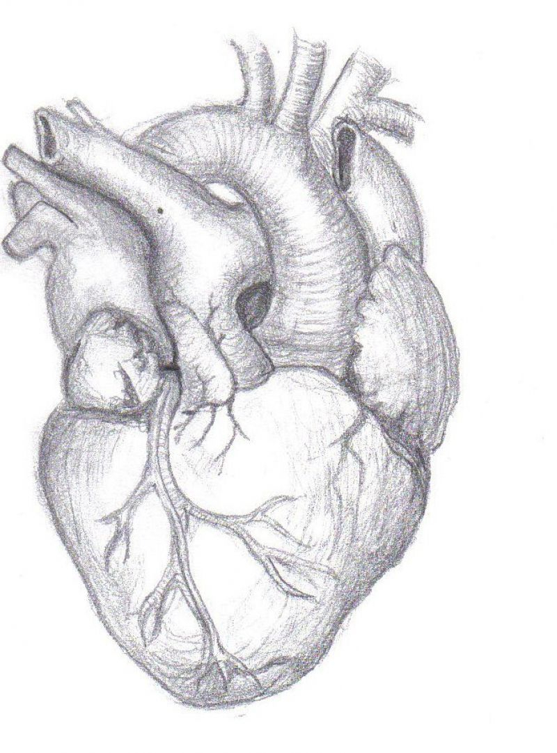 800x1082 Heart Tattoo Anatomical Real Drawing Pictures - Real Heart Sketch