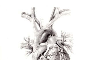 300x210 Human Heart Drawings In Pencil How To Draw Heart Stepstep Real - Real Heart Sketch