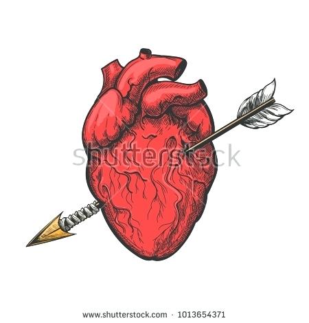 450x470 Diagram Of Animal Cell For Class 9 Realistic Heart Human Labeled - Real Heart Sketch