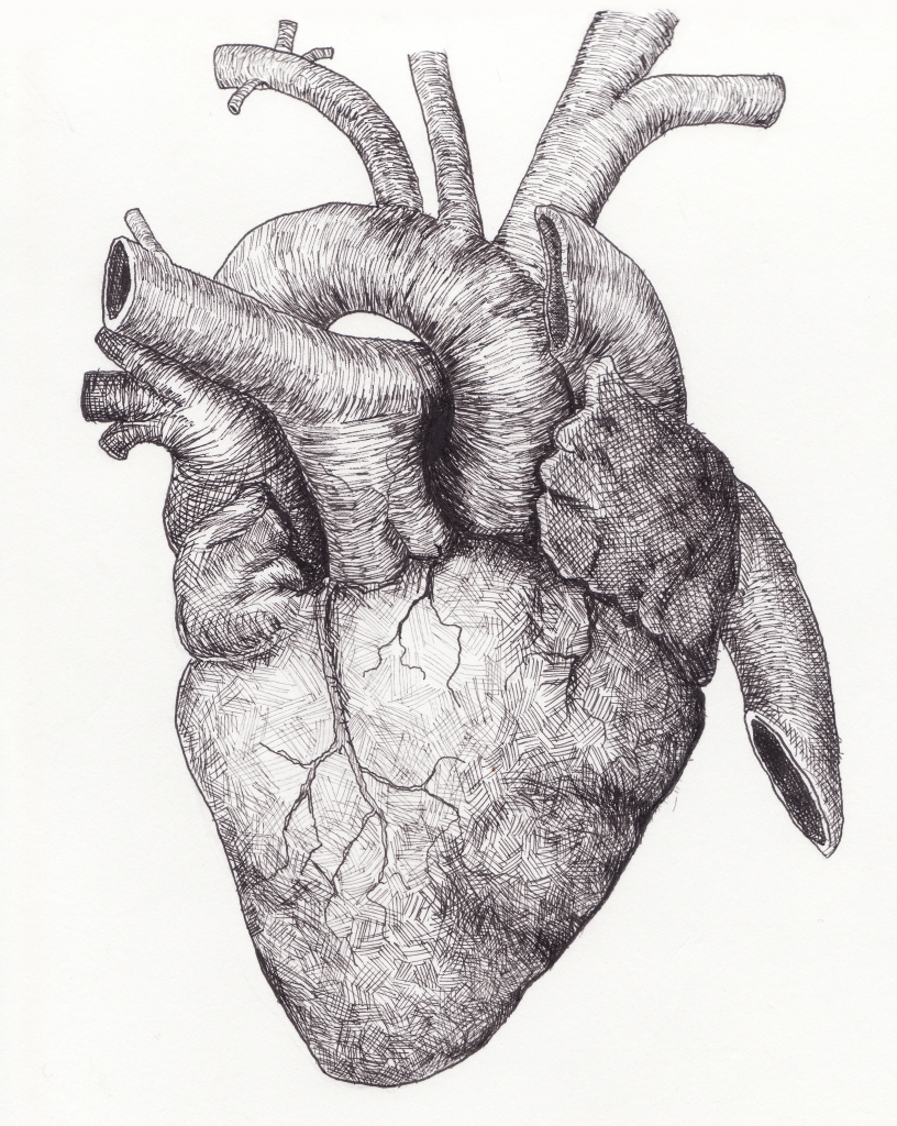816x1024 Drawing Of A Real Heart How To Draw A Human Heart 5 Steps (With - Real Heart Sketch