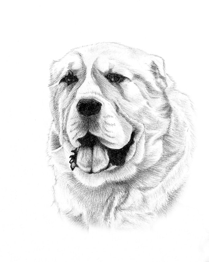 680x852 Draw Realistic Animal Drawing In Pencil By Liling Adel - Realistic Animal Sketches