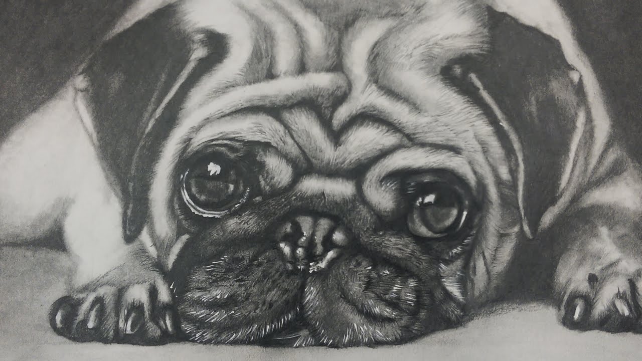 1280x720 Drawing A Pug Puppy Dog - Realistic Animal Sketches