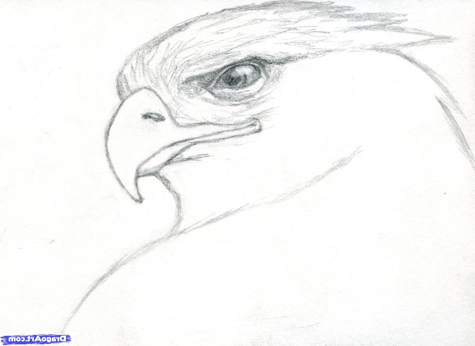 animal: Easy Realistic Animal Sketches