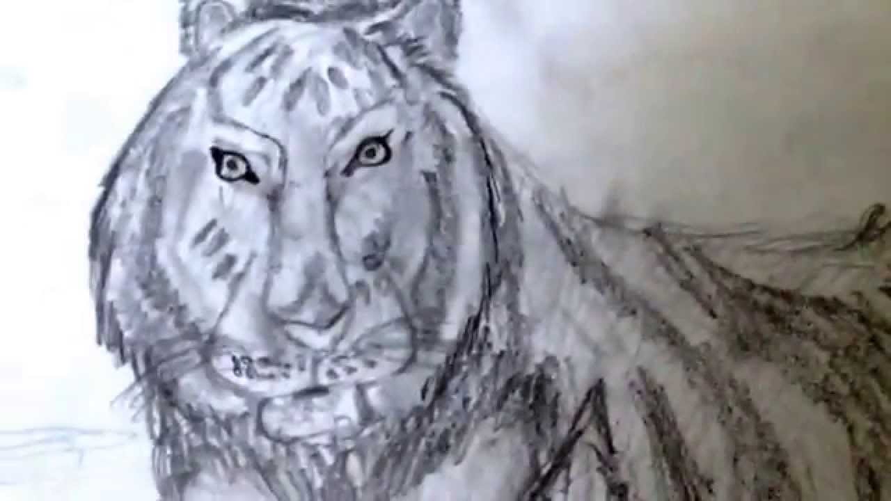 1280x720 My Realistic Animal Drawings) - Realistic Animal Sketches