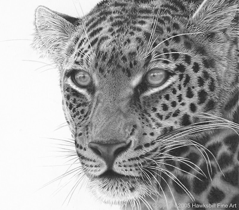 800x702 Realistic Animal Drawings - Realistic Animal Sketches
