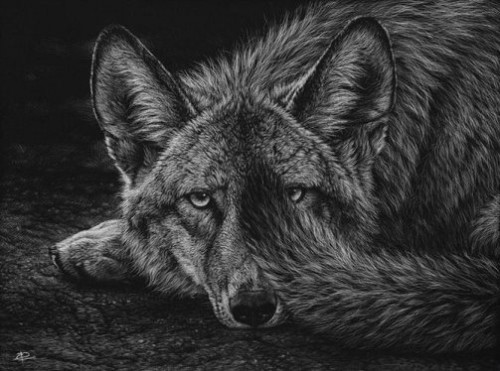 500x371 Realistic Animal Drawing By Romanian Artist Cristina Penescu (7 - Realistic Animal Sketches