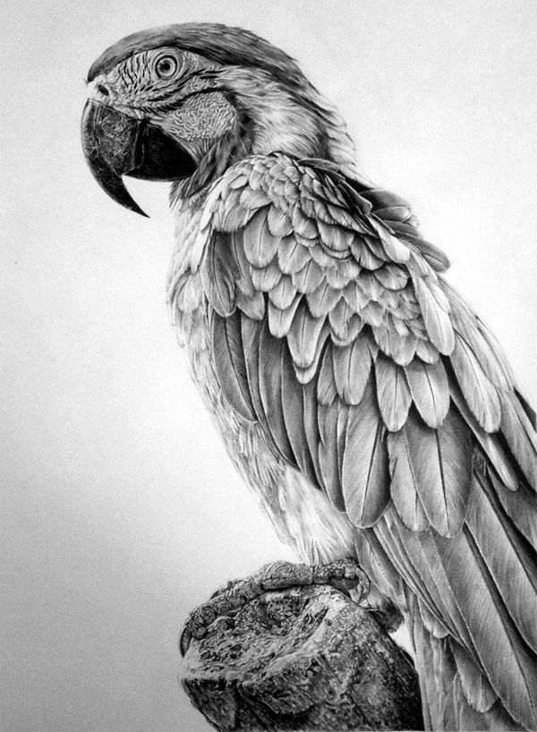 600x818 40 Realistic Animal Pencil Drawings Pencil - Realistic Animal Sketches