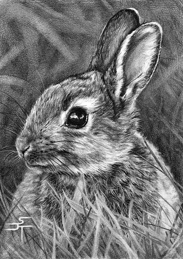 600x847 40 Realistic Animal Pencil Drawings Pencil Drawings - Realistic Animal Sketches