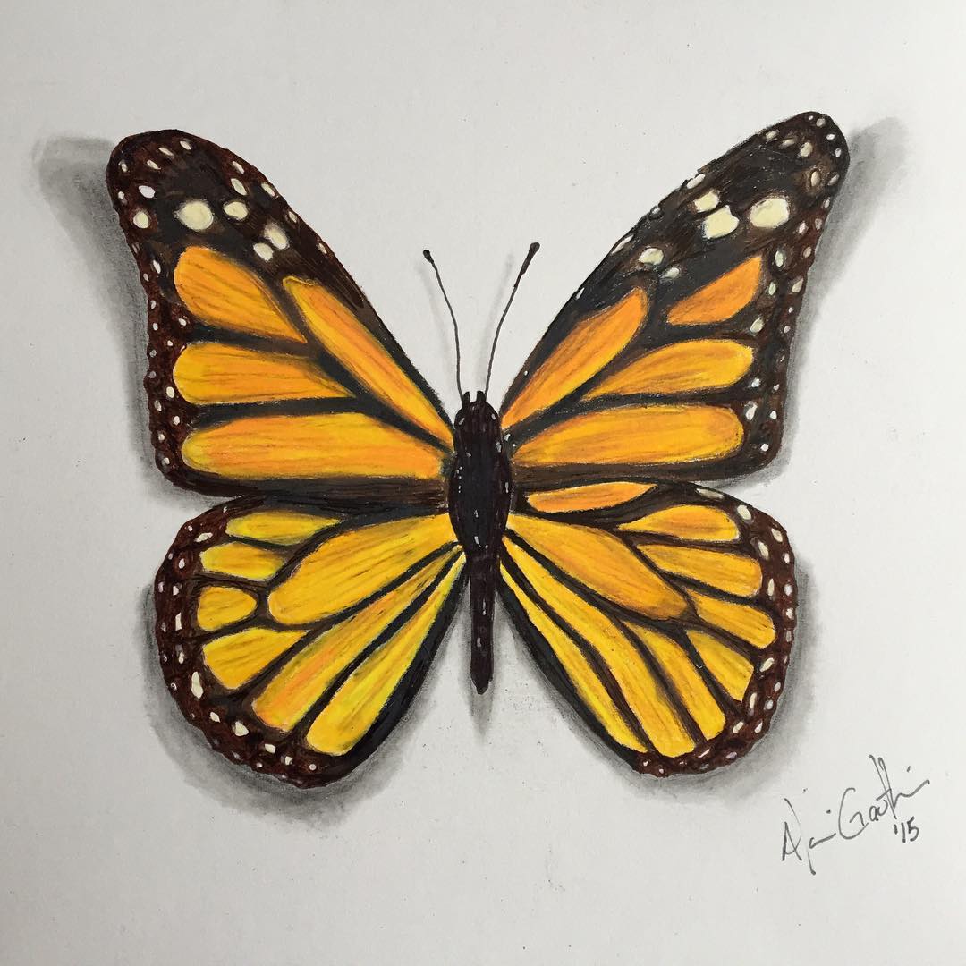 Realistic Butterfly Sketch at Explore collection