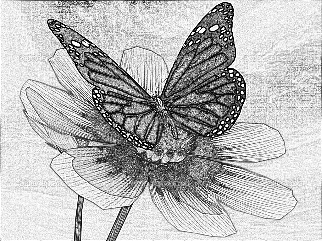 Realistic Butterfly Sketch at PaintingValley.com | Explore ...