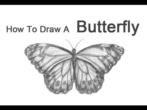 480x360 How To Draw A Butterfly - Realistic Butterfly Sketch