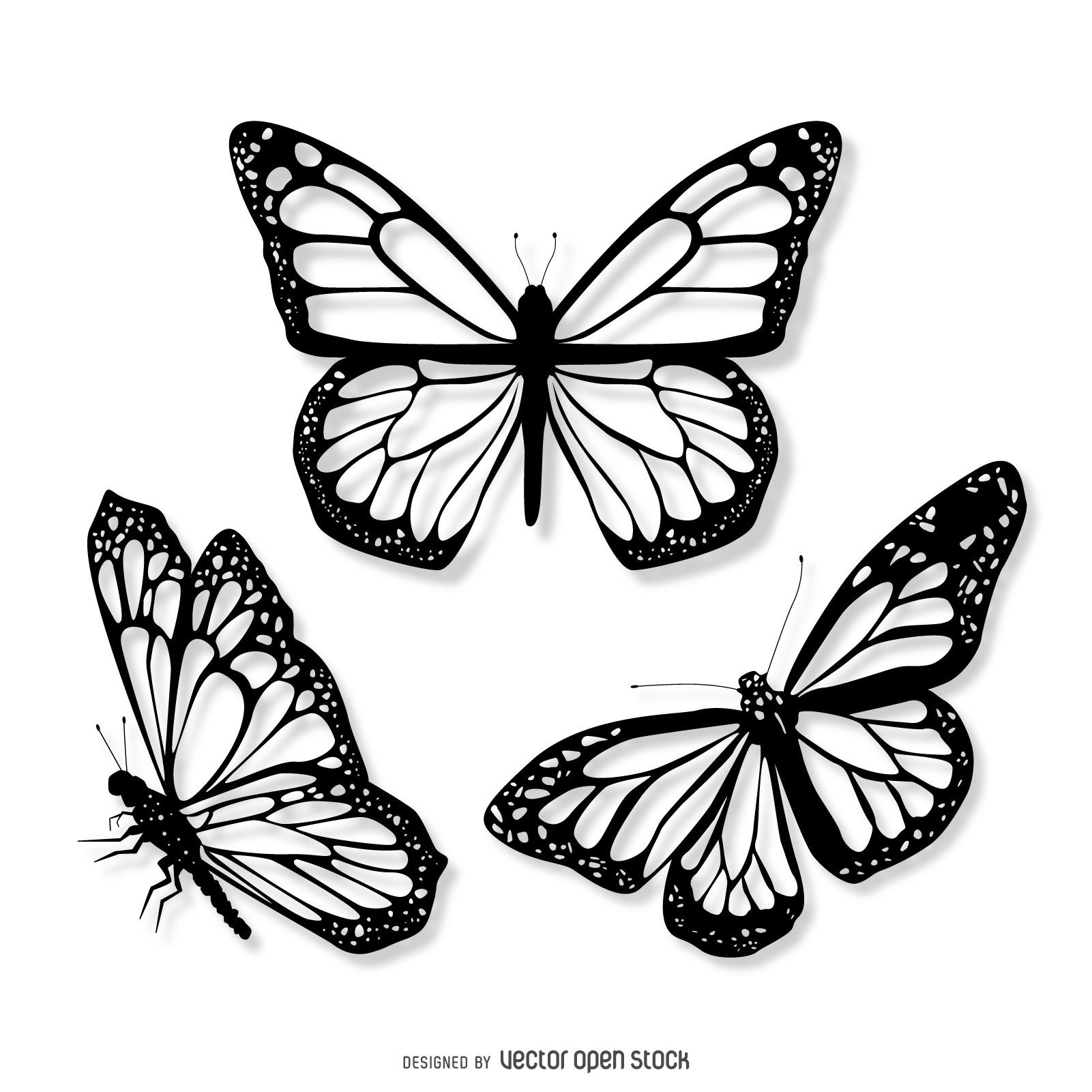 Realistic Butterfly Drawings - Realistic Butterfly Sketch. 
