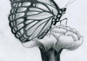 300x210 Butterfly Drawings In Pencil How To Draw A Realistic Butterfly - Realistic Butterfly Sketch