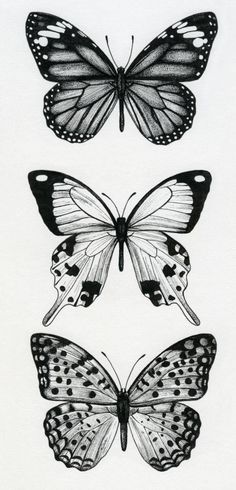 236x490 Butterfly Drawings In Pencil Step By Step Butterfly. Pencil - Realistic Butterfly Sketch