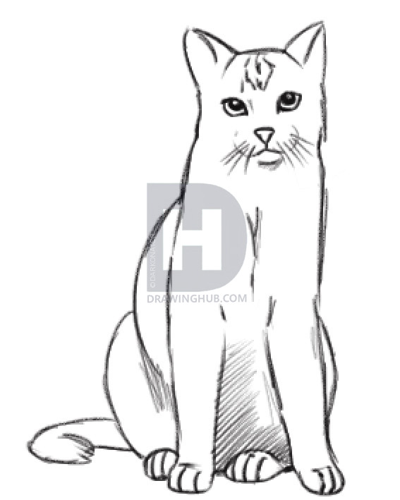 567x709 How To Draw A Realistic Cat, Draw Real Cat, Step By Step, Drawing - Realistic Cat Sketch