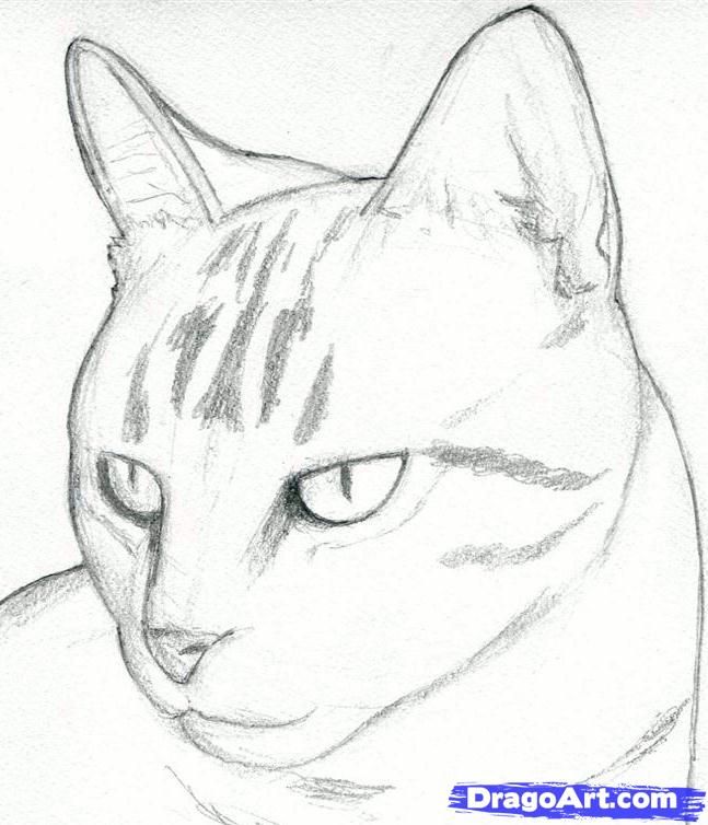647x754 How To Draw A Cat Head, Draw A Realistic Cat, Step By Step, Pets - Realistic Cat Sketch