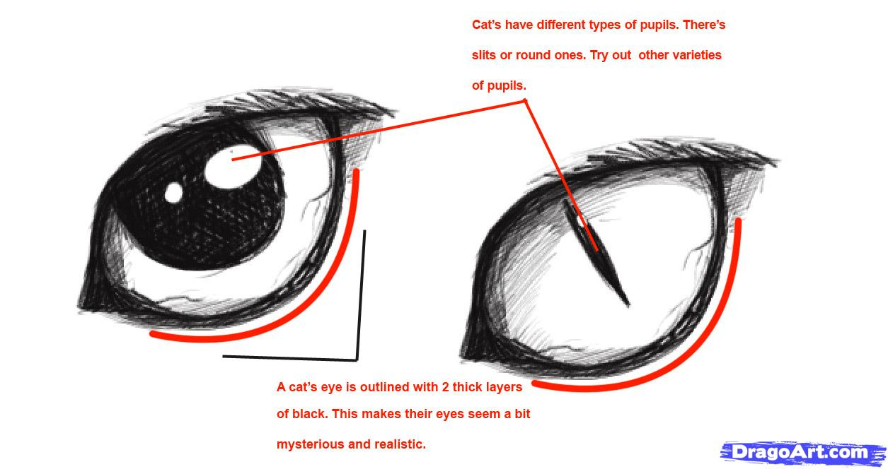 1255x664 Cat Eye Drawing Tutorial Cat Eye Drawing Tutorial How To Draw A - Realistic Cat Sketch