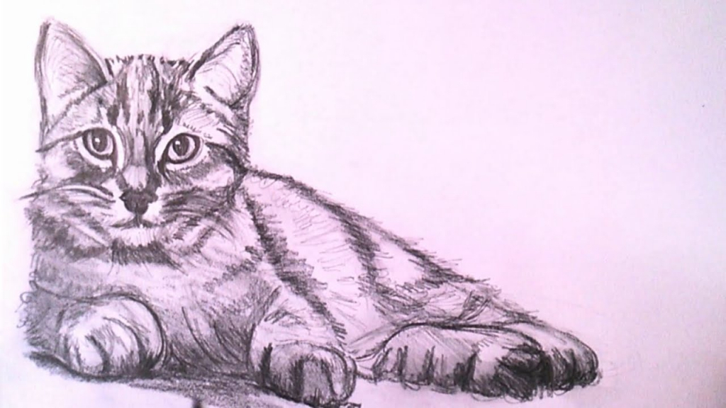 Realistic Cat Sketch at Explore collection of