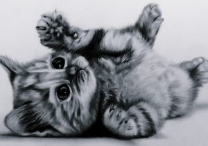 300x210 Realistic Cat Drawings - Realistic Cat Sketch