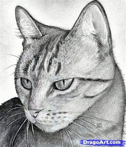 411x480 Realistic Cat Drawings - Realistic Cat Sketch