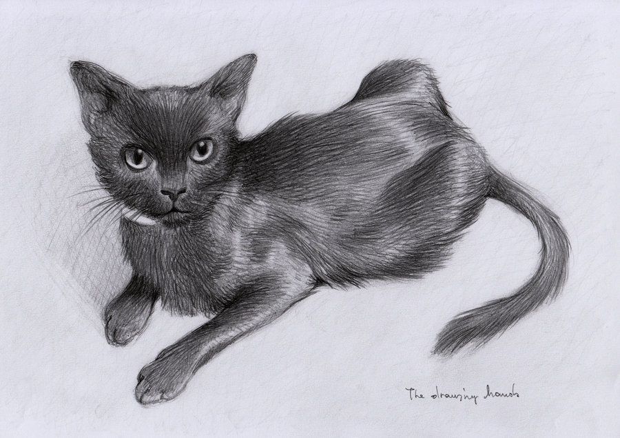 900x635 Realistic Cat Sketch - Realistic Cat Sketch