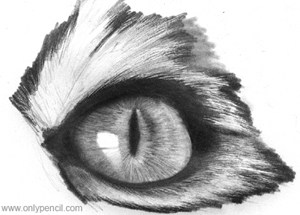300x215 Drawing Realistic Cat Eyes - Realistic Cat Sketch