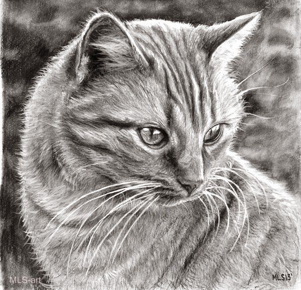 600x580 Fine Art And You Beautiful Realistic Cat Drawings To Inspire - Realistic Cat Sketch