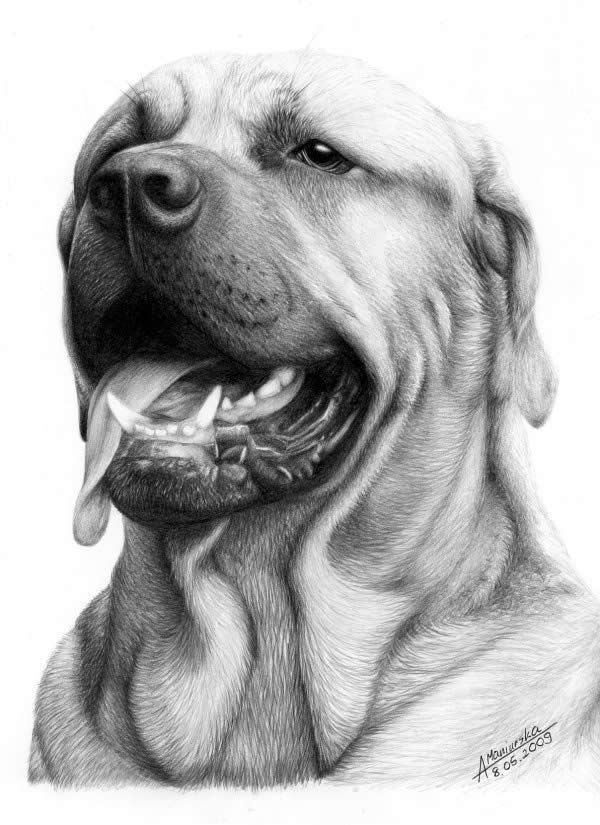 Realistic Dog Sketch