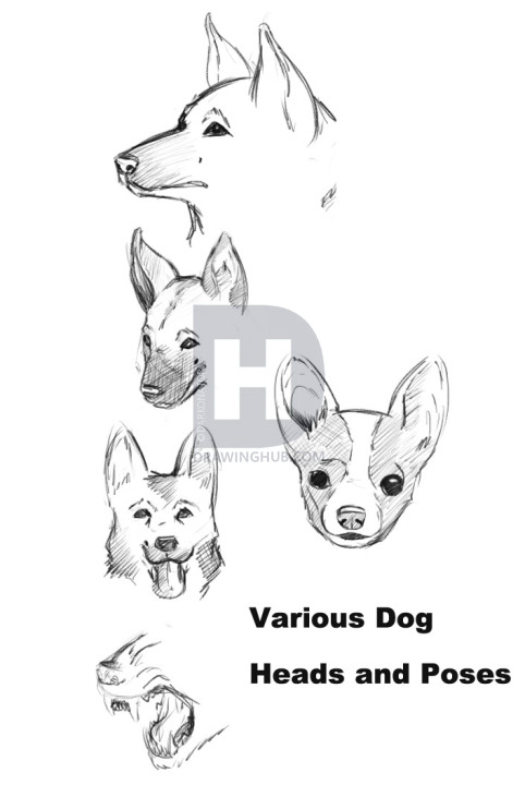 482x720 How To Draw A Realistic Dog, Draw Real Dog, Step By Step, Drawing - Realistic Dog Sketch
