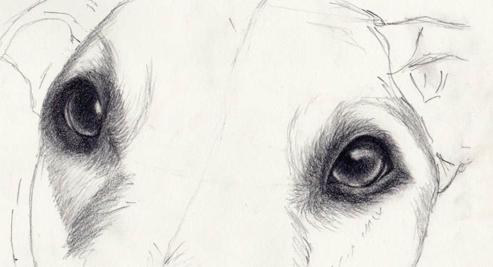 710x385 How To Draw Dog Eyes That Look Amazingly Realistic In 2018 - Realistic Dog Sketch