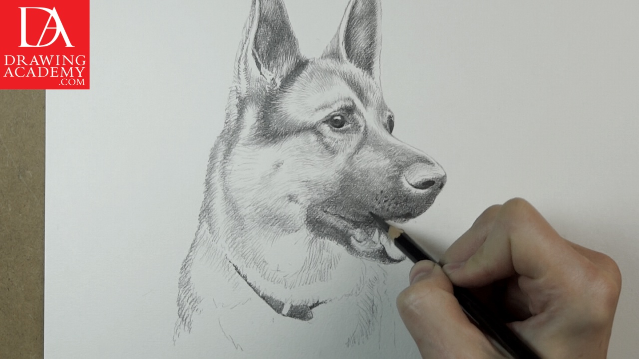 1280x720 How To Draw Dogs - Realistic Dog Sketch
