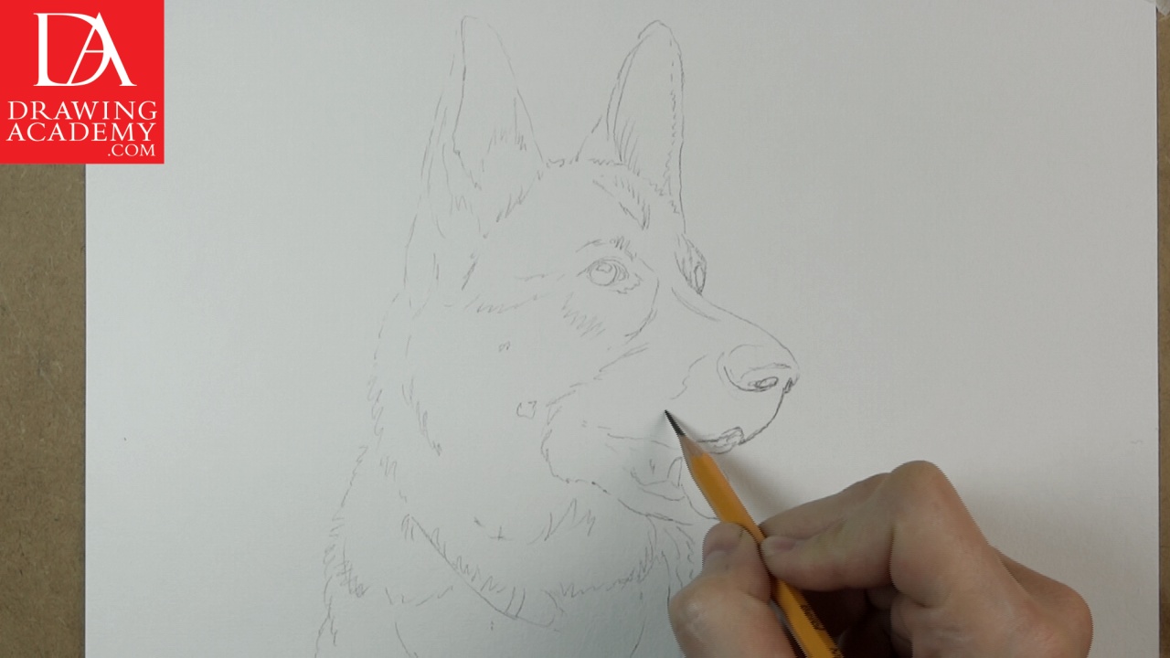 1280x720 How To Draw A Dog - Realistic Dog Sketch