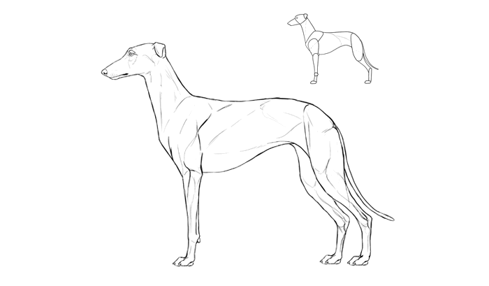 700x409 How To Draw A Dog Details Make The Difference - Realistic Dog Sketch