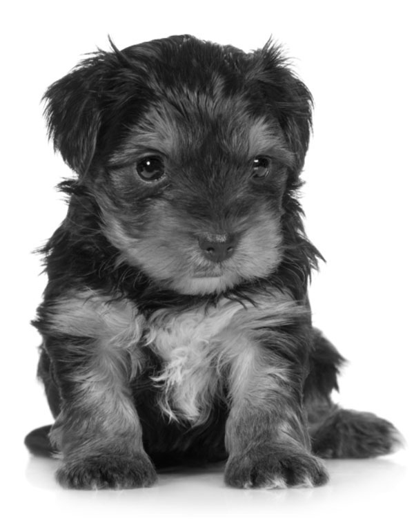 600x757 How To Draw And Render Realistic Fur With Pencils And Charcoal - Realistic Dog Sketch