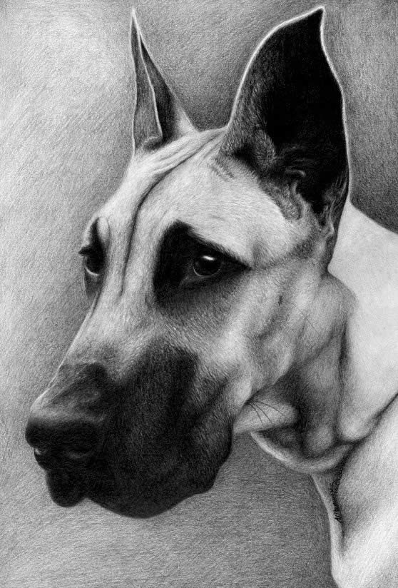 558x824 Realistic Dog Sketch - Realistic Dog Sketch