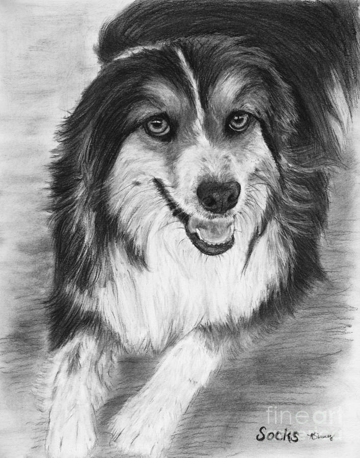 707x900 Australian Shepherd Dog Sketch Drawing By Kate Sumners - Realistic Dog Sketch