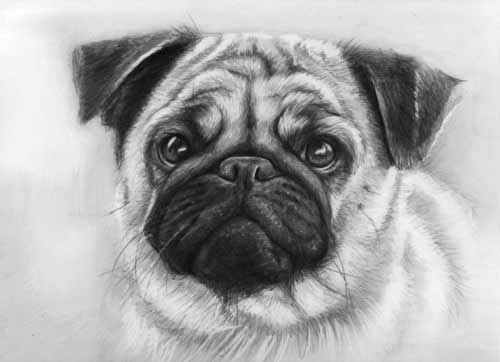 500x362 Collection Of Stunningly Beautiful And Realistic Pencil Sketches - Realistic Dog Sketch