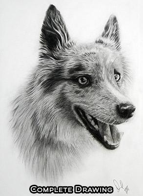 293x400 Dans Custom Portraits Realistic Portrait Drawings + Coloured Feature - Realistic Dog Sketch