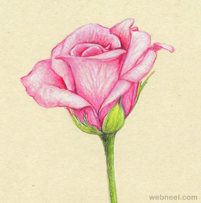 660x665 45 Beautiful Flower Drawings And Realistic Color Pencil Drawings - Realistic Flower Sketch
